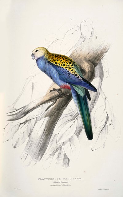 Platycercus Adscitus by Edward Lear